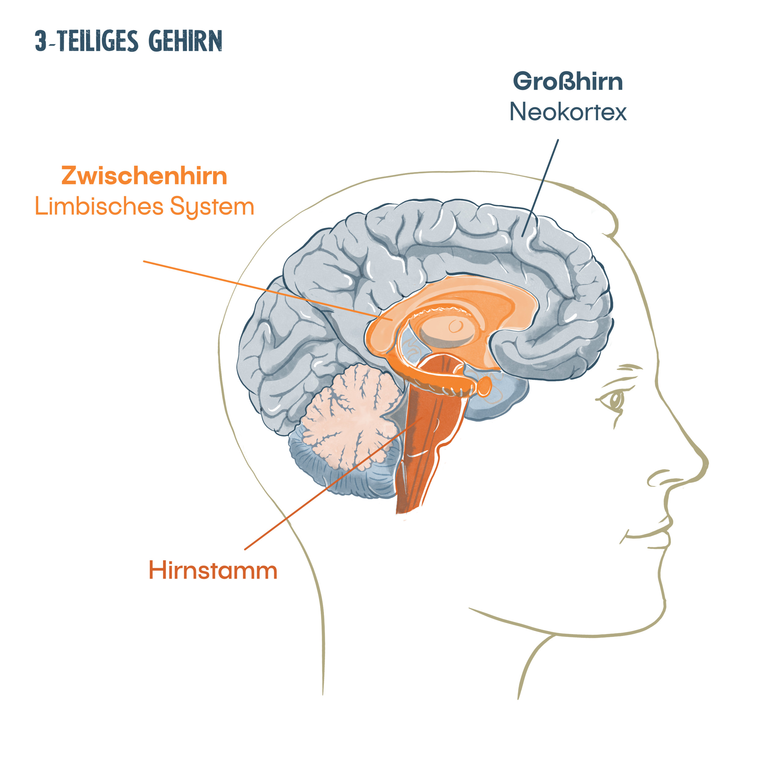 Dreiteiliges Gehirn, mnutzDesign NeuroDeeskalation